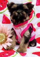 Teacup Sweetie💎, a female Yorkshire Terrier for sale in Albuquerque, NM – Photo 2 of 9