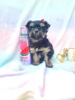 Teacup Sweetie💎, a female Yorkshire Terrier for sale in Albuquerque, NM – Photo 6 of 6