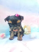 Teacup Sweetie💎, a female Yorkshire Terrier for sale in Albuquerque, NM – Photo 2 of 6