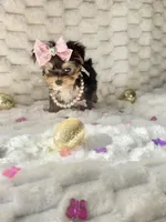 Teacup Sweetie , a female Yorkshire Terrier for sale in Dallas, TX – Photo 8 of 10