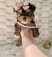 Teacup Sweetie , a female Yorkshire Terrier for sale in Dallas, TX – Photo 7 of 10