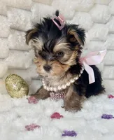 Teacup Sweetie , a female Yorkshire Terrier for sale in Dallas, TX – Photo 9 of 10