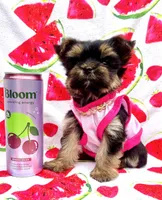 Teacup Sweetie💎, a female Yorkshire Terrier for sale in Albuquerque, NM – Photo 1 of 9