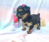 Teacup Sweetie💎, a female Yorkshire Terrier for sale in Albuquerque, NM – Photo 3 of 6