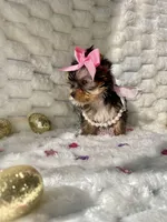 Teacup Sweetie , a female Yorkshire Terrier for sale in Dallas, TX – Photo 10 of 10