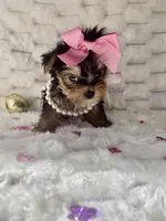 Teacup Sweetie , a female Yorkshire Terrier for sale in Dallas, TX – Photo 5 of 10