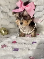 Teacup Sweetie , a female Yorkshire Terrier for sale in Dallas, TX – Photo 2 of 10