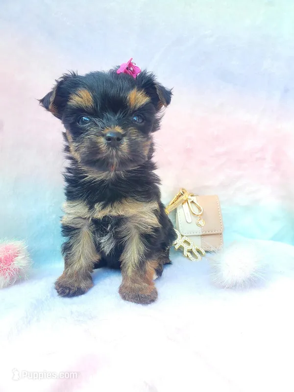 Teacup Sweetie💎 – Yorkshire Terrier puppy for sale in Dallas, TX