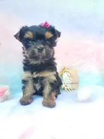 Teacup Sweetie💎, a female Yorkshire Terrier for sale in Albuquerque, NM – Photo 4 of 6