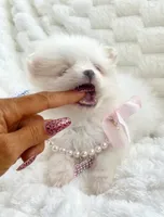 Micro Madeline💛, a female Pomeranian for sale in St. Louis, MO – 5 of 5