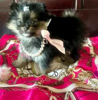 Teacup Susie❤️, a female Pomeranian for sale in Dallas, TX – 4 of 7