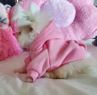 Sassy, a female Pomeranian for sale in Dallas, TX – 2 of 4