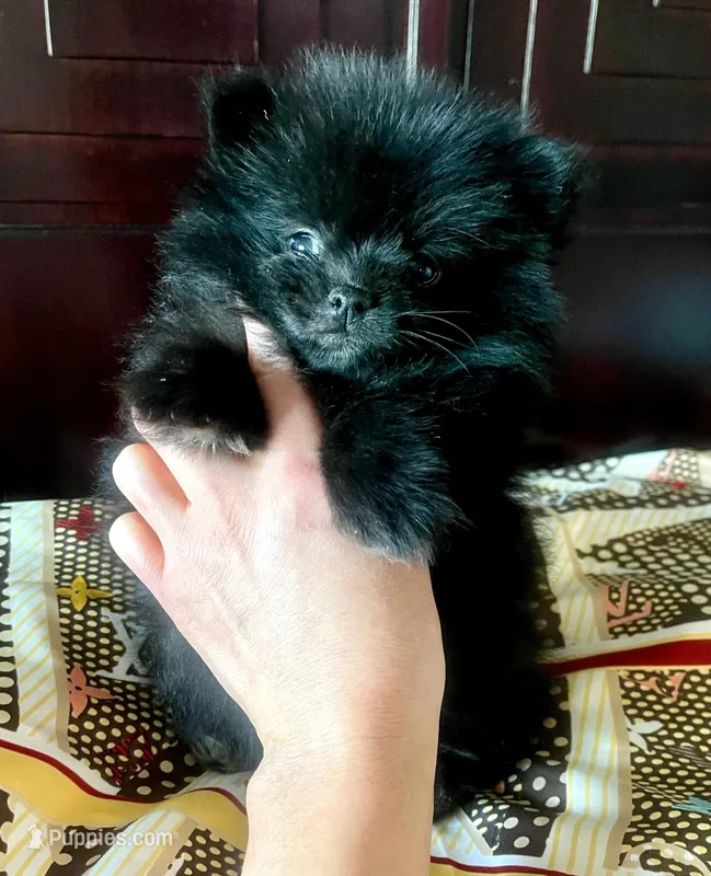 Lil' Stanley – Pomeranian puppy for sale in Dallas, TX