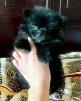 Lil' Stanley, a male Pomeranian for sale in Dallas, TX – 1 of 9