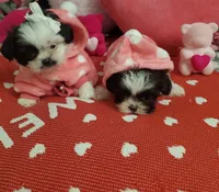 Micro Sasha🩷Reserved🩷, a female Shih Tzu for sale in Dallas, TX – Photo 5 of 7