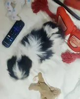 Micro Sasha🩷Reserved🩷, a female Shih Tzu for sale in Dallas, TX – Photo 7 of 7