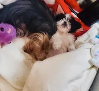 Micro Sasha🩷Reserved🩷, a female Shih Tzu for sale in Dallas, TX – Photo 3 of 7