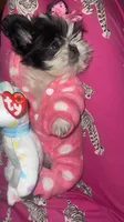 Micro Sasha🩷Reserved🩷, a female Shih Tzu for sale in Dallas, TX – Photo 4 of 7