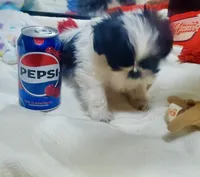 Micro Sasha🩷Reserved🩷, a female Shih Tzu for sale in Dallas, TX – Photo 2 of 7