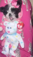Micro Sasha🩷Reserved🩷, a female Shih Tzu for sale in Dallas, TX – Photo 6 of 7