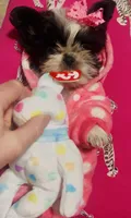 Micro Sasha🩷Reserved🩷, a female Shih Tzu for sale in Dallas, TX – Photo 1 of 7