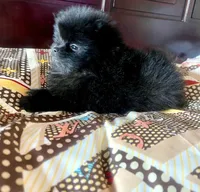 Lil' Stanley, a male Pomeranian for sale in Dallas, TX – 4 of 9