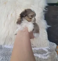 Bubbas, a male Shih Tzu for sale in Dallas, TX – Photo 8 of 8