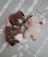 Bubbas, a male Shih Tzu for sale in Dallas, TX – Photo 6 of 8