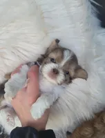 Bubbas, a male Shih Tzu for sale in Dallas, TX – Photo 3 of 8