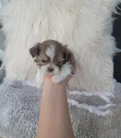 Bubbas, a male Shih Tzu for sale in Dallas, TX – Photo 5 of 8