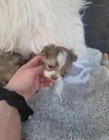 Bubbas, a male Shih Tzu for sale in Dallas, TX – Photo 2 of 8