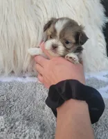 Bubbas, a male Shih Tzu for sale in Dallas, TX – Photo 1 of 8