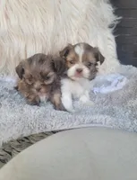 Bubbas, a male Shih Tzu for sale in Dallas, TX – Photo 7 of 8