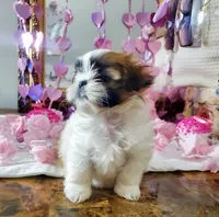 Teacup Ginger Reserved, a female Shih Tzu for sale in Dallas, TX – Photo 7 of 10