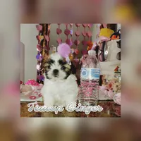 Teacup Ginger Reserved, a female Shih Tzu for sale in Dallas, TX – Photo 5 of 10