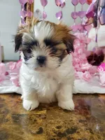 Teacup Ginger Reserved, a female Shih Tzu for sale in Dallas, TX – Photo 9 of 10