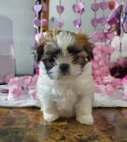 Teacup Ginger Reserved, a female Shih Tzu for sale in Dallas, TX – Photo 6 of 10