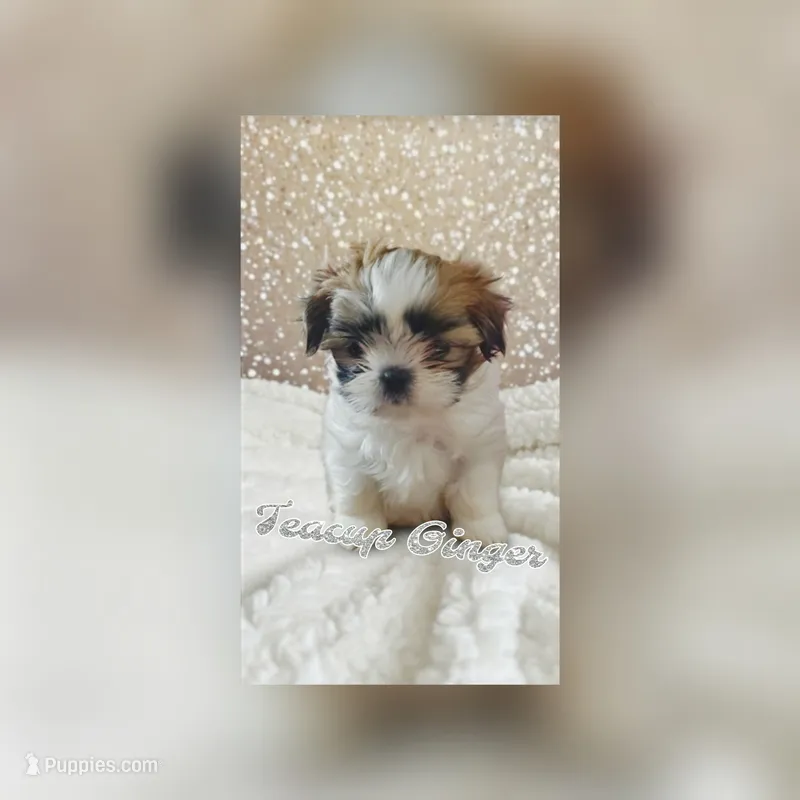 Teacup Ginger Reserved