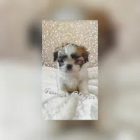 Teacup Ginger Reserved, a female Shih Tzu for sale in Dallas, TX – Photo 1 of 10