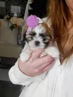 Teacup Ginger Reserved, a female Shih Tzu for sale in Dallas, TX – Photo 3 of 10