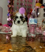 Teacup Ginger Reserved, a female Shih Tzu for sale in Dallas, TX – Photo 2 of 10