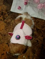 Teacup Ginger Reserved, a female Shih Tzu for sale in Dallas, TX – Photo 8 of 10