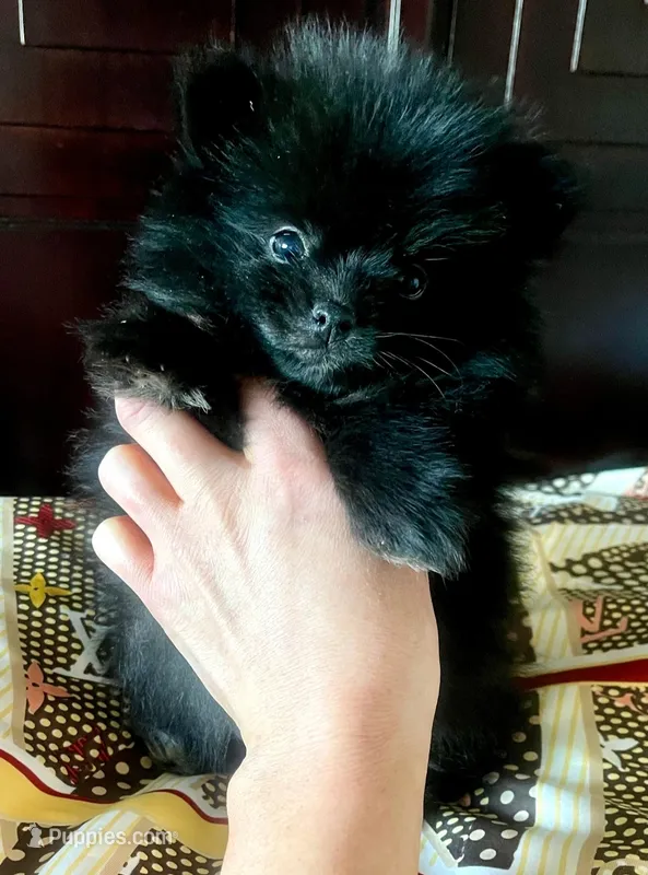 Lil' Stanley  – Pomeranian puppy for sale in Denver, CO