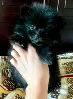 Lil' Stanley , a male Pomeranian for sale in Denver, CO – 1 of 2
