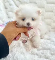 Micro Madeline💛, a female Pomeranian for sale in St. Louis, MO – 3 of 5