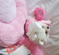 Sassy, a female Pomeranian for sale in Dallas, TX – 3 of 4
