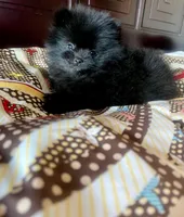 Lil' Stanley, a male Pomeranian for sale in Dallas, TX – 3 of 9