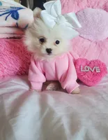Sassy, a female Pomeranian for sale in Dallas, TX – 4 of 4