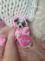 Teacup Brynn💎, a female Yorkshire Terrier and Poodle - Toy  for sale in St. Louis, MO – 3 of 5