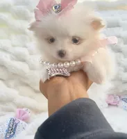 Micro Madeline💛, a female Pomeranian for sale in St. Louis, MO – 2 of 5